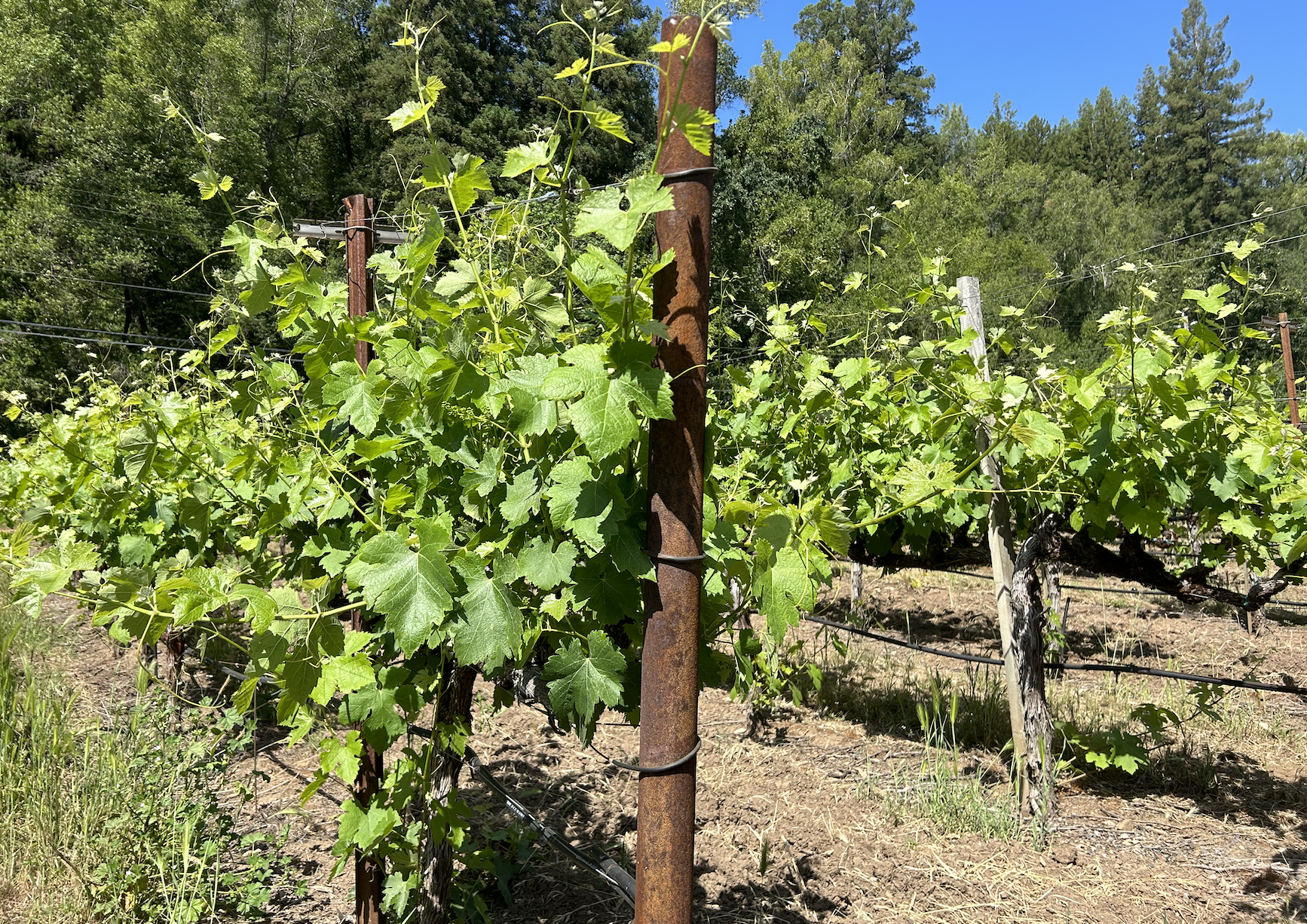 Vineyard